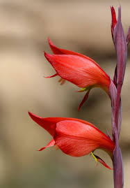 Image result for Gladiolus dalenii