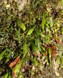 Image result for Grammitis