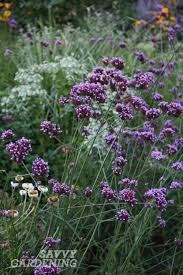 Native michigan flowers for bees. 5 Late Blooming Pollinator Friendly Plants