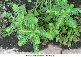 Image result for Phyllanthus muellerianus
