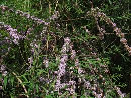 Image result for Hebenstretia integrifolia