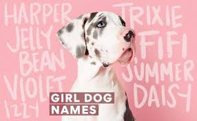 We did not find results for: The Top 400 Dog Puppy Names Of 2021 Bechewy