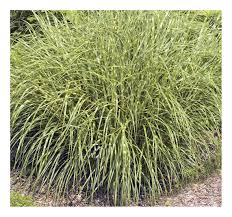 Check spelling or type a new query. Miscanthus Sinensis Strictus Dwarf Dwarf Zebra Grass Buy Online In Japan At Desertcart Jp Productid 202808134