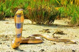 Aooedm étui à lunettes de soleil avec mousqueton, étui souple pour lunettes portables 3d king cobra le serpent venimeux le plus long du monde. Epingle Sur Animals Animaux