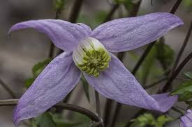 Image result for Clematis commutata