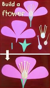 Parts Of A Flower Parts Of A Flower Study Cards Plant Science