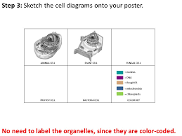 Animal cell diagram colored and labeled. Cell Poster Project Poster Due Mon 11 30 Tues 12 01 20 Pts Poster Is The Start Of Class Ppt Download