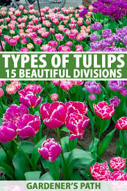 White flowers that look like tulips. Types Of Tulip Flowers 15 Beautiful Divisions Gardener S Path
