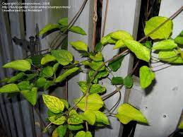 Check spelling or type a new query. Clematis Help Please Clematis Jackmanii Leaves Have Turned Yellow 1 By Sempervirens
