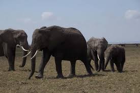 Image result for Feretia