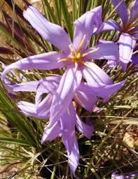 Image result for Xerophyta