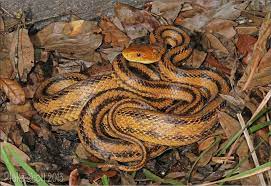 Yellow Rat Snake Elaphe Obsoleta Quadrivittata Rat Snake Snake Rats