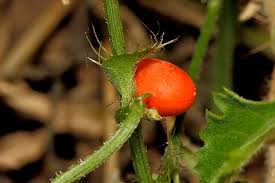 Image result for Ctenolepis cerasiformis