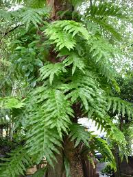 Image result for Drynaria