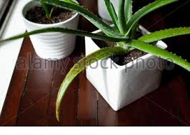 Notice soft spots on the leaves: Sick Houseplant With Brown Spots On Yellowed Leaves Selective Focus Stock Photo Alamy