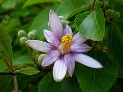 Image result for Grewia rugosifolia