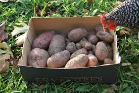 We did not find results for: Potatoes Krista And Jess