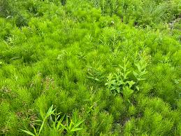 Image result for Equisetaceae