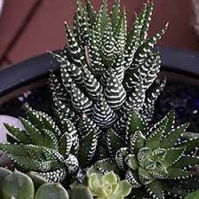 Image result for Hedbergia
