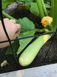 Maybe you would like to learn more about one of these? Why Is My Zucchini This Light Green White Colour Plantclinic