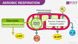 What Is Aerobic Respiration Definition Diagram And Steps