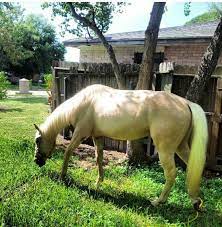 100 Aqh Ideas Quarter Horse Horses Beautiful Horses