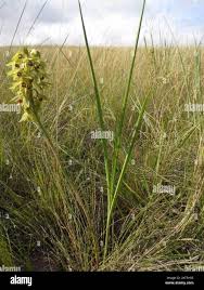 Image result for Orthochilus