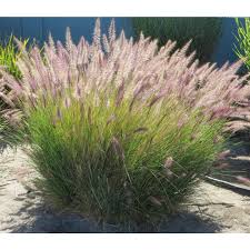 Pennisetum Setaceum Ruppelii 3 Jpg 1440 1440 Pennisetum Setaceum Fountain Grass Crimson Fountain Grass