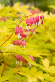 Often used for ground cover in shady spots, spotted deadnettle spreads via stems that root themselves as they seek available space. Shade Gardening Plants Zone 9