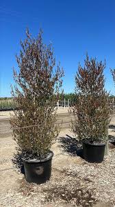 Image result for Dodonaea