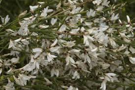 Image result for Retama monosperma