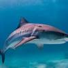 Sharks (superorder selachimorpha) are a type of fish with a full cartilaginous skeleton and a highly streamlined body. 3