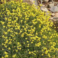 Image result for Helichrysum brassii