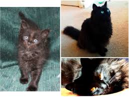Black And White Ragdoll Cat Price Black Ragdolls Cat Ragdolls Cat As Breeders Can Ragdolls Be Black Ragdoll Cat Colors Ragdoll Cats For Sale Ragdoll Cat