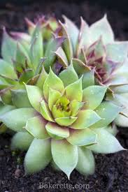 All About Hen And Chicks Bakerette Succulents Planting Succulents Hens And Chicks