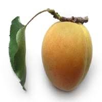 Both plum and cherry tree identification is not difficult when the trees are laden with fruit, but it is a little more subtle when their fruit is not yet present. Plum Vs Apricot Characteristics