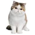 Exotic Shorthair Kittens for Sale & Cats for Adoption ...