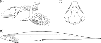 Image result for Phylohydrax