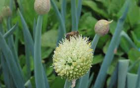 Image result for Haplocoelum foliolosum