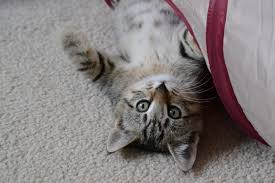 Kitten cruelly glued to busy road rescued by good samaritan — who is now the cat's dad! Cat Adoption Team Sherwood Cat Rescue Cat Adoption Center