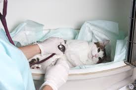 Kedilerde Fip Feline Infectious Perionitis Ve Corana Fcov Kedi Ajans Blog Kediler Hakkinda A Dan Z Ye