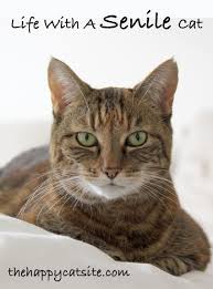 Dementia in cats can lead to many different cognitive problems including a loss of awareness, decreased responsiveness to any type of stimuli, loss of memory and difficulty learning. Cat Dementia Signs Treatments Tips For Living With A Senile Cat