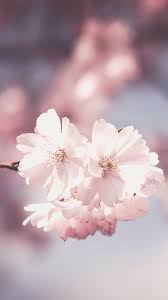 Choose from a curated selection of flower wallpapers for your mobile and desktop screens. Pink Flower Phone Wallpaper Hd Novocom Top