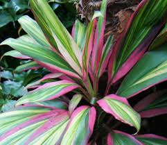 With my newest ti plant, and coconut/palm tree, i slowly introduce them to the outdoor sunlight by leaving them in partial shade for a few hours before moving them partial sun best. Ti Plant Cordyline Fruticosa Kiwi Garden Org