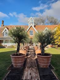 Terracini Florentine Planters Tree Garden Design Olive Trees Garden Garden Design