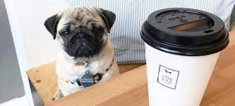 10 Of The Best Dog Friendly Cafes Dog Friends Pet Cafe Best Dogs