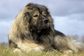 Caucasian Shepherd The Amazing Russian Bear Dog