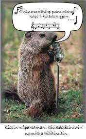 Punxsutawney phil is placed on his stump during annual groundhog day festivities on wednesday, february 2, 2021. A Joking Meme For Groundhog Day Solomon Ratt Th Dialect Cree Literacy Network
