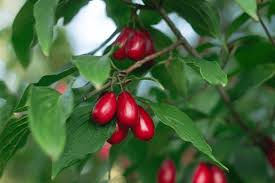 Image result for Cornaceae