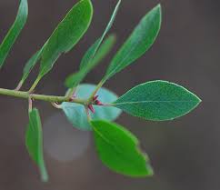 Image result for Macrotyloma densiflorum
